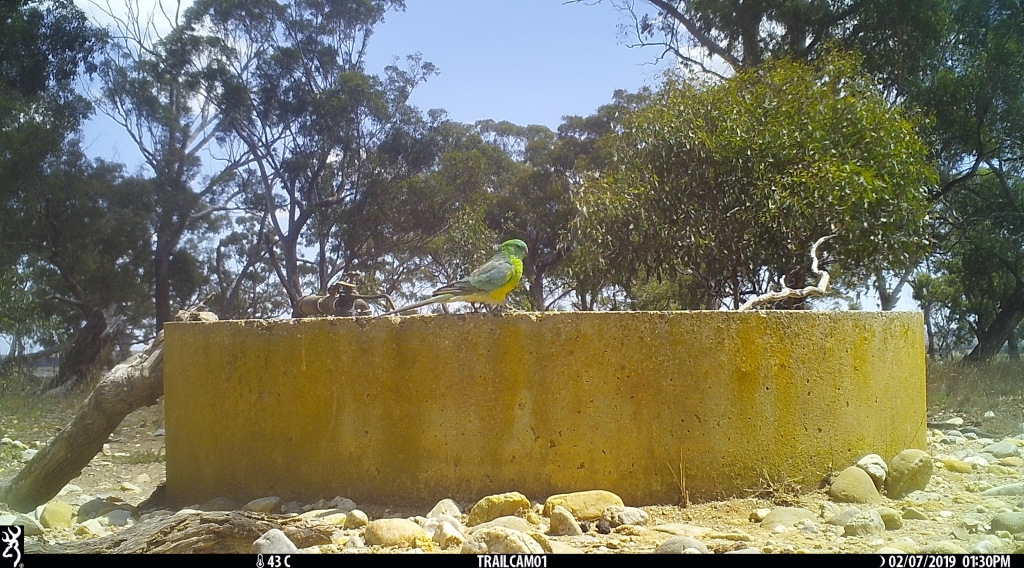 Red-rumped Parrot at Pinkerton Forest.JPG
